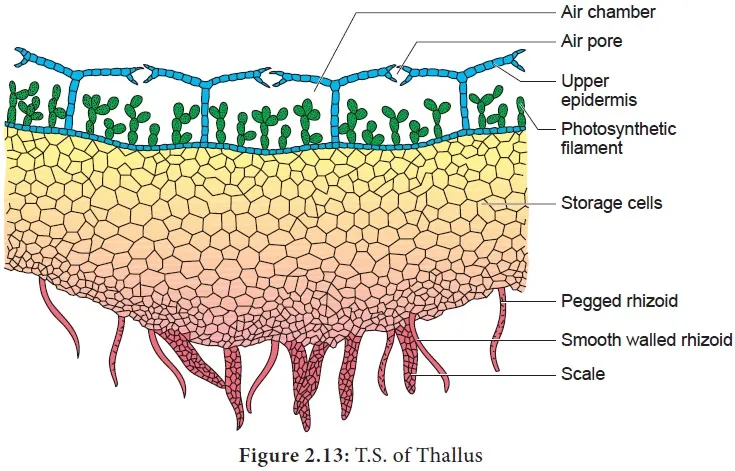 Marchantia thallus section